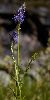 <em>Phyteuma betonicifolium</em>
